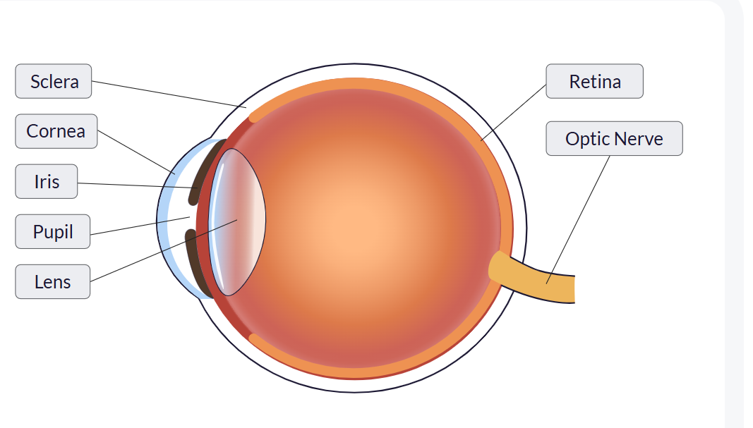 Tell me about cataracts